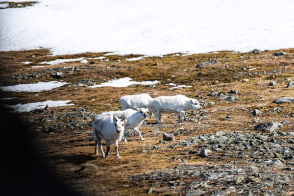 jackscorner_spitzbergenreportage-mit-gerald-daringer3